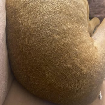 Bark and Board - Pet Sitting Near Me - Atlanta, Georgia