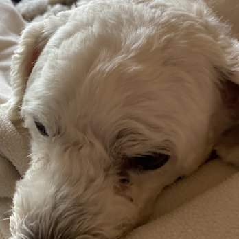 Newport Pet Clinic - Buster relaxing after the meds kicked in. - Veterinarians Near Me - Tustin, California