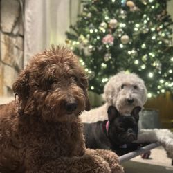 A Dog’s Direction Dog Training