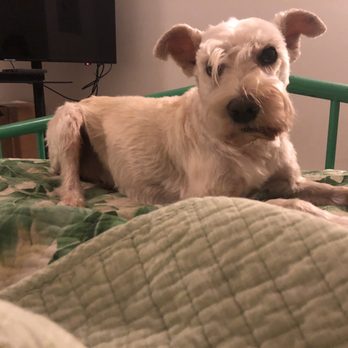 Zen Animals - Pet Groomers Near Me - Brooklyn, New York