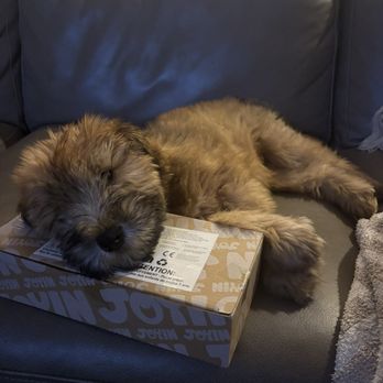 Paw & Palace - Dora - Property Management Near Me - Miami Shores, Florida