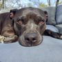 Photo of Diamond In The Ruff Mobile Pet Spa