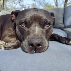 Diamond In The Ruff Mobile Pet Spa