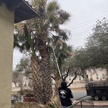 Four Seasons Tree Service - Tree Services Near Me - San Antonio, Texas Four Seasons Tree Service - Tree Services Near Me - San Antonio, Texas