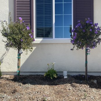 Moon Valley Nurseries - Hibiscus trees - Nurseries & Gardening Near Me - Murrieta, California Moon Valley Nurseries - Hibiscus trees - Nurseries & Gardening Near Me - Murrieta, California