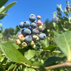 De Farm On Blueberry Hill