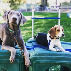 OC Dog Ranch - Big or small, we train them all. Find out what our advanced obedience programs can do for your pup. Call today to speak with a trainer.