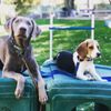 OC Dog Ranch gift card