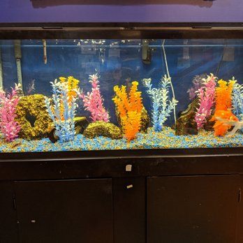 Aquarius Aquariums - Aquarium Services Near Me - New York, New York