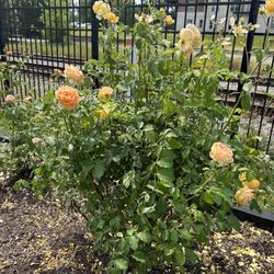 Suffolk Seaboard Station Railroad Museum - Roses