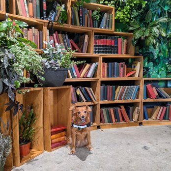 Lost Books - Dog friendly. Cute dog may not be available upon your visit - Vinyl Records Near Me - Montrose, California
