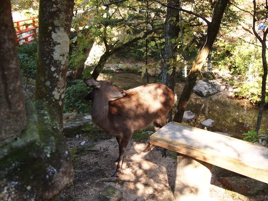 Momijidani Park by null