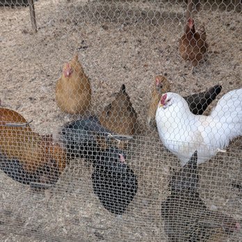 Morning Song Farm - Loved feeding and hanging with these chickens - Bed & Breakfast Near Me - Rainbow, California Morning Song Farm - Loved feeding and hanging with these chickens - Bed & Breakfast Near Me - Rainbow, California