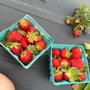 Photo of Pappy's Patch U-Pick Strawberries