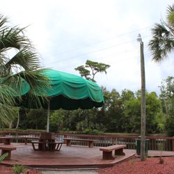 Encore Tropical Palms