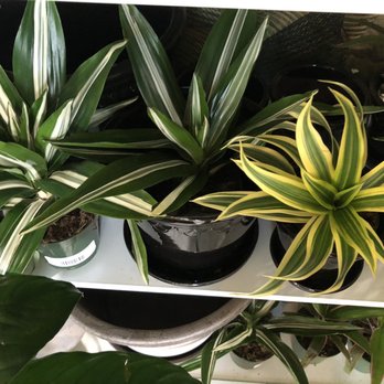 Paraíso Plant Studio - Nurseries & Gardening Near Me - Berkeley, California