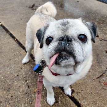 DC Doggo - Pet Training Near Me