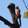 A Better Tree Service