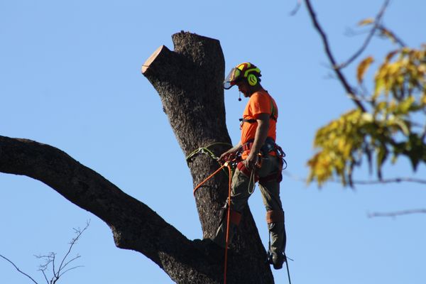 Tree removal - The decision to remove a tree can oftentimes be a difficult one. Our Certified Arborist can help in assessing the integrity of the tree from the roots to the upper crown. Whether your tree is hazardous, damaging property or you’re making a landscape improvement, our professional staff is prepared with the proper knowledge and equipment to perform a safe and efficient removal. Tree removal - The decision to remove a tree can oftentimes be a difficult one. Our Certified Arborist can help in assessing the integrity of the tree from the roots to the upper crown. Whether your tree is hazardous, damaging property or you’re making a landscape improvement, our professional staff is prepared with the proper knowledge and equipment to perform a safe and efficient removal.