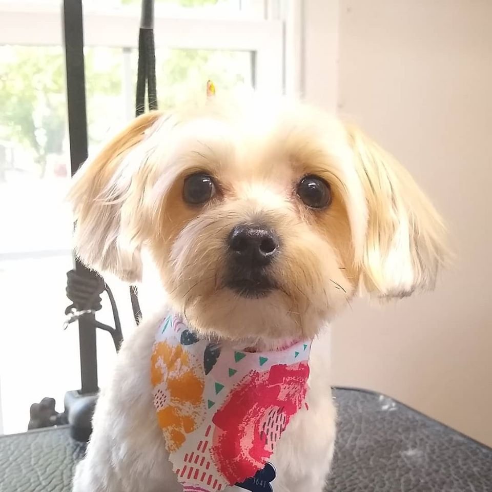 CUSTOM PAWS GROOMING SALON Updated September 2024 28 Photos 309 East Jefferson St, La