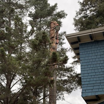 Cal Line Tree Care - Tree Services Near Me Cal Line Tree Care - Tree Services Near Me