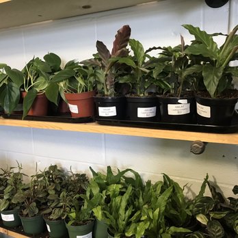 Arium Botanicals - Plants galore! - Nurseries & Gardening Near Me - PORTLAND, Oregon Arium Botanicals - Plants galore! - Nurseries & Gardening Near Me - PORTLAND, Oregon