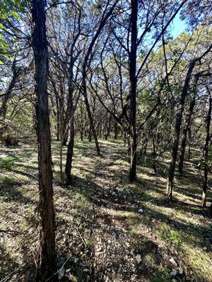 Barton Creek Greenbelt by null