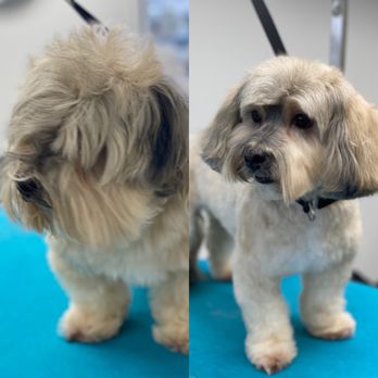 Novi Grooming - Makeover! - Pet Groomers Near Me - Countryside, Illinois Novi Grooming - Makeover! - Pet Groomers Near Me - Countryside, Illinois
