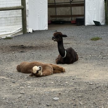 Stagecoach Trails Alpacas - Farms Near Me - Middletown, New York