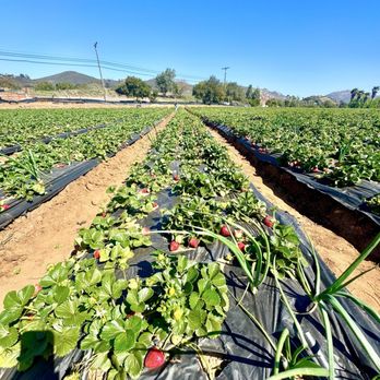 Kenny's Strawberry Farm - Fruits & Veggies Near Me - Fallbrook, California