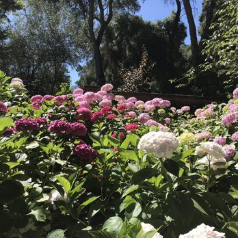 Filoli - Hydrangeas were 6' tall! - Botanical Gardens Near Me - Woodside, California Filoli - Hydrangeas were 6' tall! - Botanical Gardens Near Me - Woodside, California