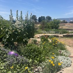 Desert Star Community School - Garden