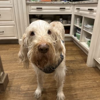 East Valley Mobile Vet - This is the oldest of three dogs. We hope to celebrate his 16th birthday - Veterinarians Near Me - Gilbert, Arizona