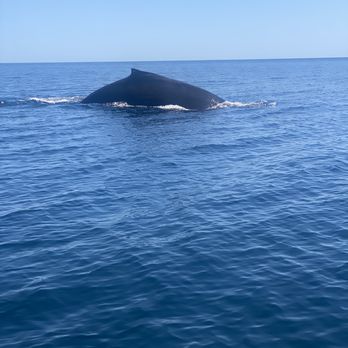Tuna Tuna Tours - Super close - Snorkeling Near Me - La Paz, BCS Tuna Tuna Tours - Super close - Snorkeling Near Me - La Paz, BCS