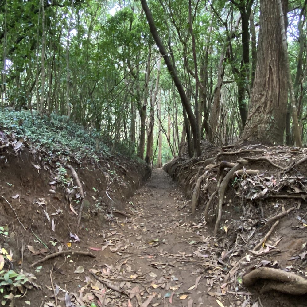 Lulumahu Falls - Hiking Near Me - Honolulu, Hawaii Lulumahu Falls - Hiking Near Me - Honolulu, Hawaii