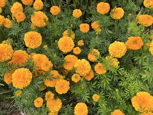 Royal Botanical Gardens by null