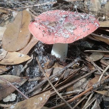 USF Forest Preserve - Mushroom - Parks Near Me - Tampa, Florida USF Forest Preserve - Mushroom - Parks Near Me - Tampa, Florida