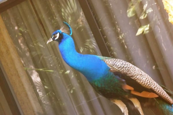 Iberostar Waves Tucan by null