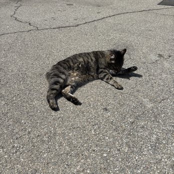 Ebell Club House - Cat waiting for the tea event - Venues & Event Spaces Near Me - Pomona, California Ebell Club House - Cat waiting for the tea event - Venues & Event Spaces Near Me - Pomona, California