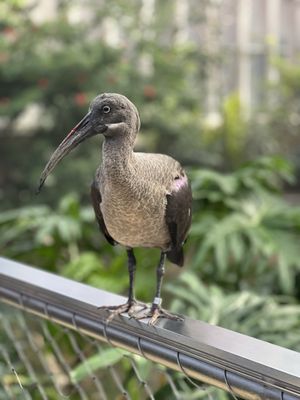 National Aviary by null
