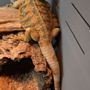Photo of Reptile Island