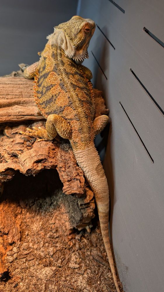 Reptile Island - reptile breeding in Yorba Linda, CA