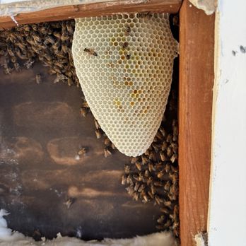 A Beeman - Pest Control Near Me A Beeman - Pest Control Near Me