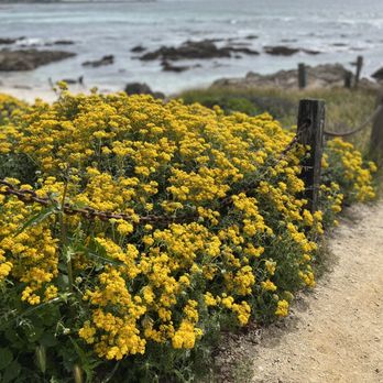 Asilomar Conference Grounds - Across from Asilomar - Hotels Near Me - Pacific Grove, California