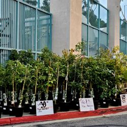 The Home Depot - Loving the assorted fruit trees.