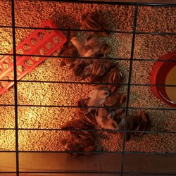 Wilco Farm Store - Bremerton - Cool chicks 3of3 (8/16/19)