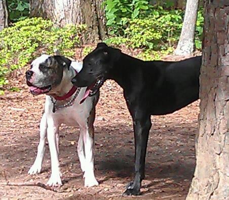 Dawg Dayz Retreat - pet boarding facility in Cary, NC
