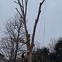 Photo of Jeovani's Tree Service