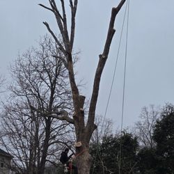 Jeovani's Tree Service
