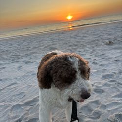 Vilano Beach - Mason on the beach at sunrise